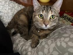 Lost Female Cat last seen N 400 W, Michigan City, IN 46360