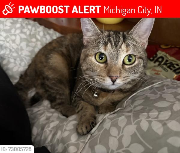 Lost Female Cat last seen N 400 W, Michigan City, IN 46360