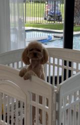 Lost Male Dog last seen Woodmont Country Club, Tamarac, FL 33321
