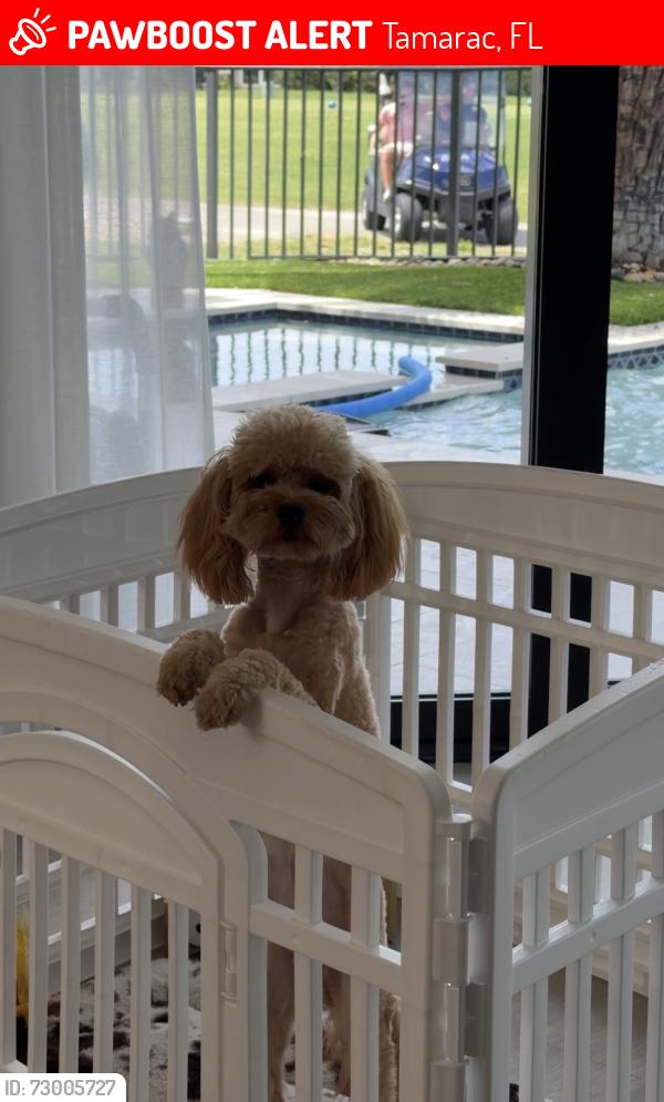 Lost Male Dog last seen Woodmont Country Club, Tamarac, FL 33321