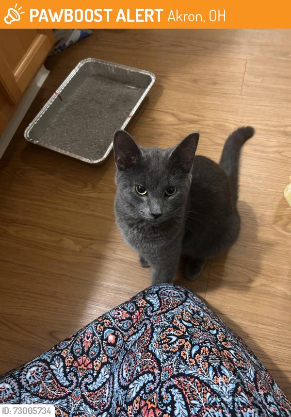 Found/Stray Female Cat last seen Hampton Knoll Drive, Akron, OH 44313