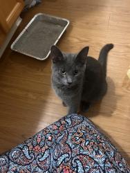 Found/Stray Female Cat last seen Hampton Knoll Drive, Akron, OH 44313