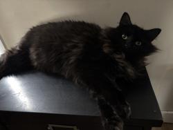 Lost Female Cat last seen Maravista rd and maranook, Worcester, MA 01606