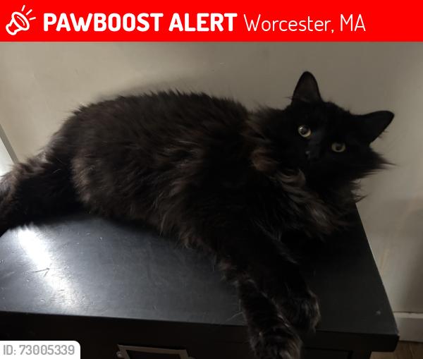 Lost Female Cat last seen Maravista rd and maranook, Worcester, MA 01606