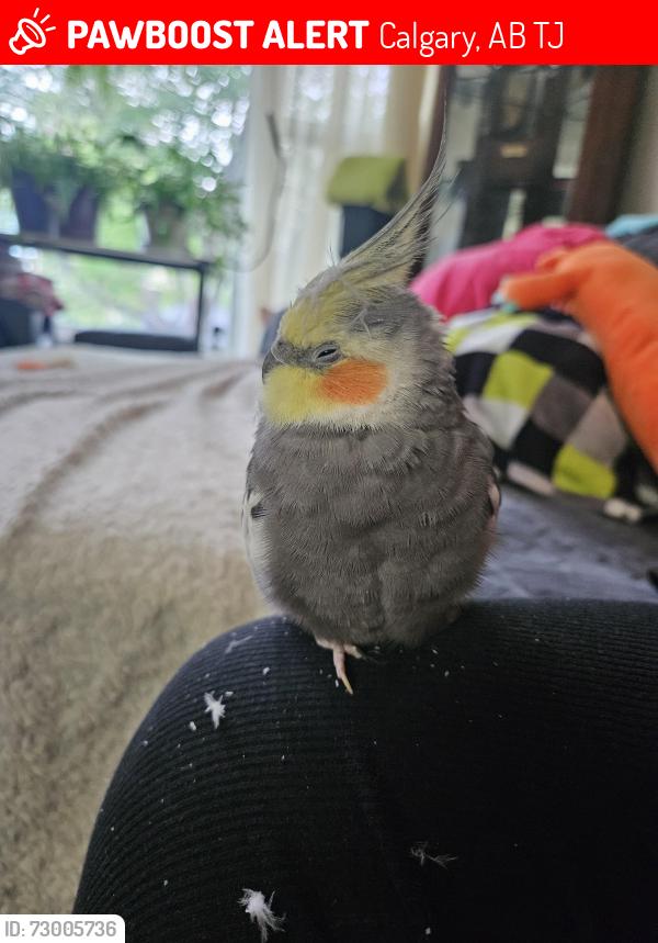 Lost Male Bird last seen Falshire Drive NE, Calgary, AB T3J
