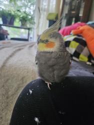 Lost Male Bird last seen Falshire Drive NE, Calgary, AB T3J