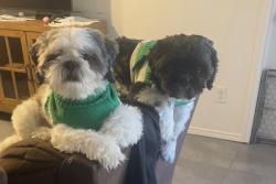 Lost Male Dog last seen Virginia, Grand Prairie, TX 75051