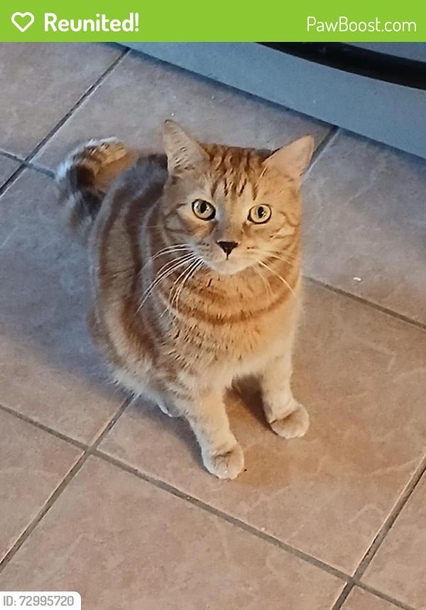 Reunited Male Cat last seen Pondview Rd/Highland St.  Canton, Canton, MA 02021