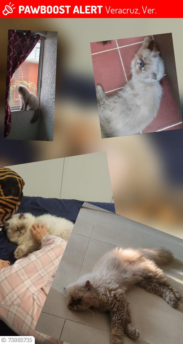 Lost Male Cat last seen Paseonaranjo 62 fuiste hortalizas, Veracruz, Ver. 91809