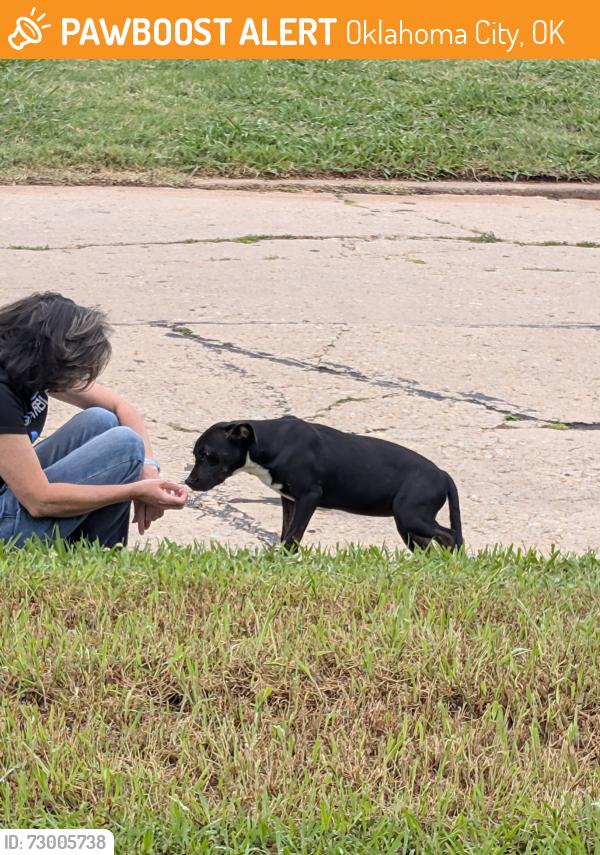 Found/Stray Unknown Dog last seen 38th and Kentucky , Oklahoma City, OK 73118