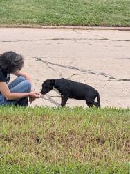 Found/Stray Unknown Dog last seen 38th and Kentucky , Oklahoma City, OK 73118