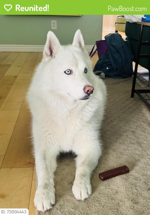 Reunited Male Dog last seen Western & Falena, Torrance, CA 90501