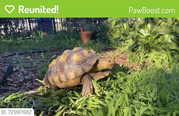 Reunited Female Reptile last seen Del Mar Ave & Whitmore Ave, Rosemead, CA 91770