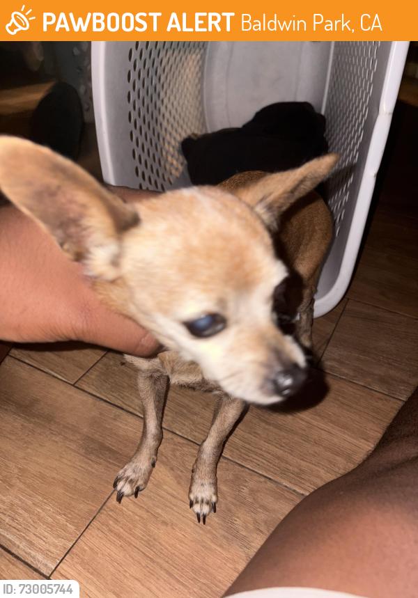 Found/Stray Female Dog last seen Puente and cleary, Baldwin Park, CA 91706