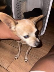Found/Stray Female Dog last seen Puente and cleary, Baldwin Park, CA 91706