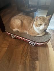 Lost Male Cat last seen Near Washington st Lot 9 little chute, Little Chute, WI 54140