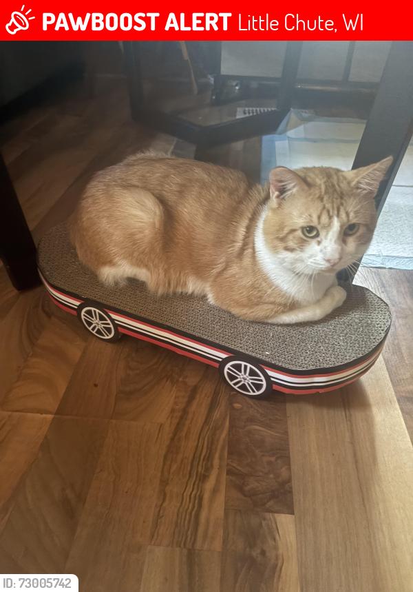 Lost Male Cat last seen Near Washington st Lot 9 little chute, Little Chute, WI 54140
