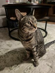 Found/Stray Unknown Cat last seen In the street between prospect and sherman on 10th ave, Brooklyn, NY 11215