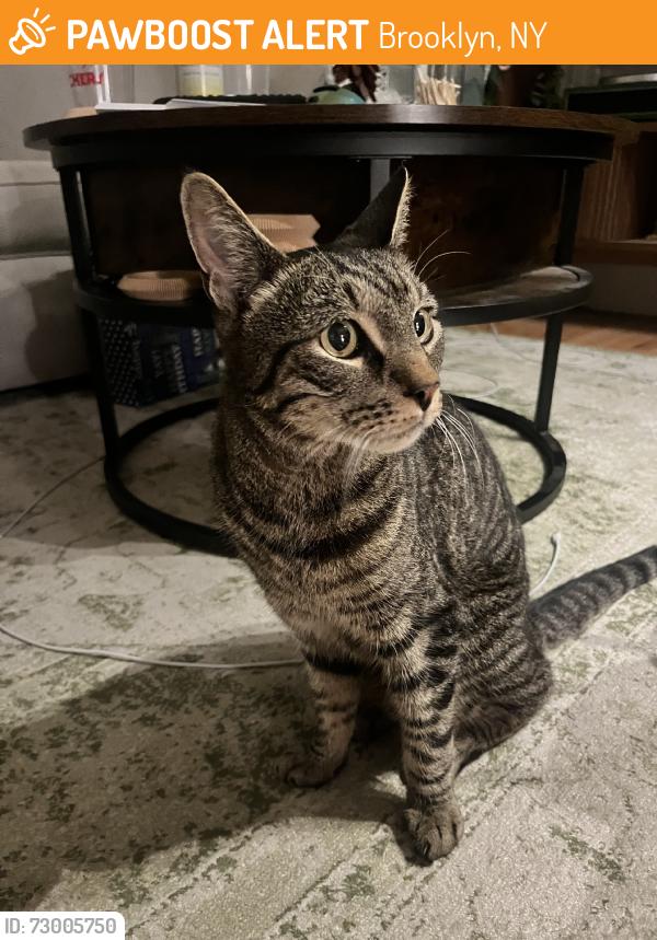 Found/Stray Unknown Cat last seen In the street between prospect and sherman on 10th ave, Brooklyn, NY 11215