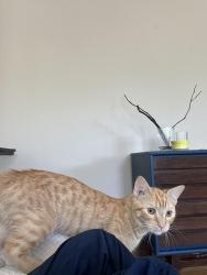 Found/Stray Male Cat last seen Seward Co-Op on 38th, Minneapolis, MN 55409