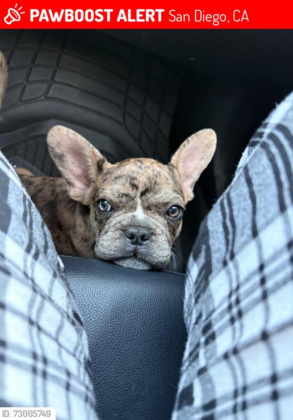 Lost Male Dog last seen Alverson , San Diego, CA 92173
