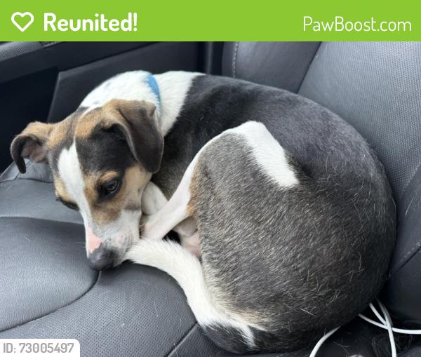Reunited Male Dog last seen Kyle’s Station Rd Liberty twp ohio, Liberty Township, OH 45044