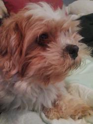Reunited Male Dog last seen 25th and Barclay , Baltimore, MD 21218