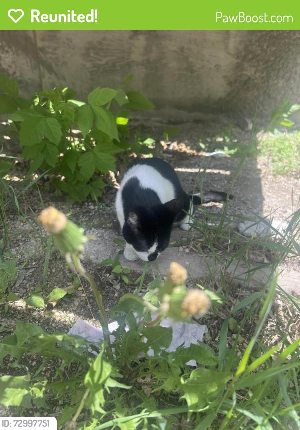 Reunited Female Cat last seen Wellington, Winnipeg, MB R3E 2E2