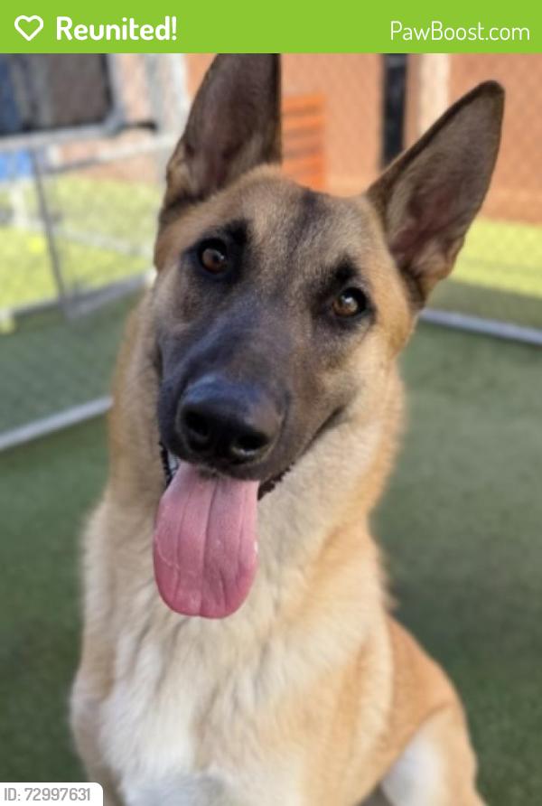 Reunited Male Dog last seen Brookhurst and Yorktown , Huntington Beach, CA 92646