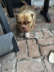 Reunited Female Dog last seen i10, Houston, TX 77042