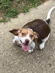 Found/Stray Female Dog last seen U.S. 31 and Earlywood Franklin IN, Franklin, IN 46131