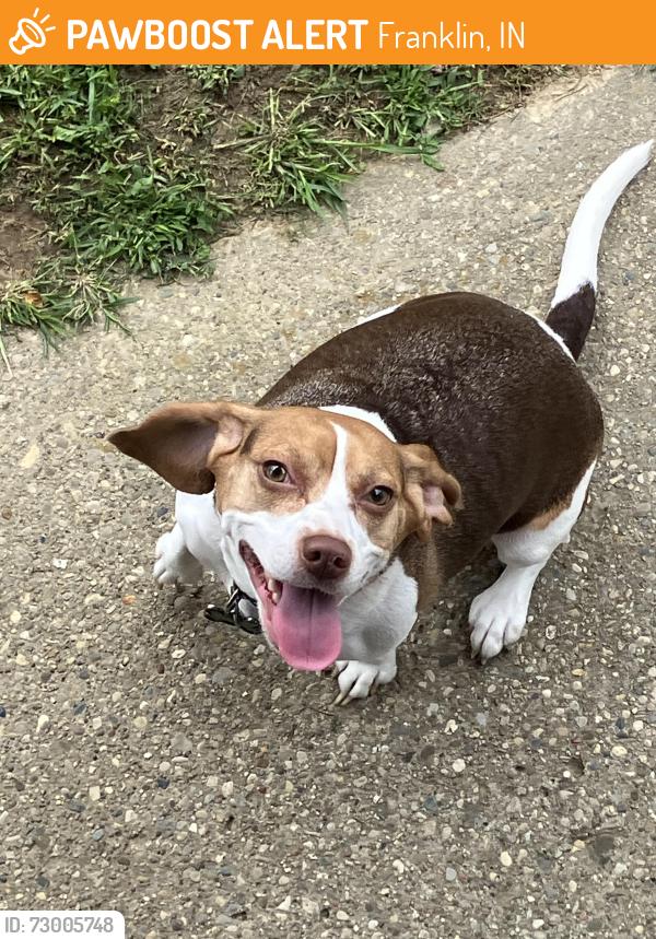Found/Stray Female Dog last seen U.S. 31 and Earlywood Franklin IN, Franklin, IN 46131