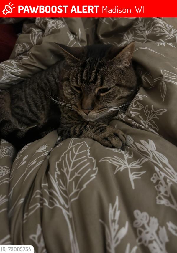 Lost Male Cat last seen Paterson and Johnson, Madison, WI 53703