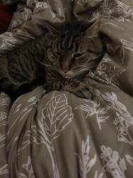 Lost Male Cat last seen Paterson and Johnson, Madison, WI 53703
