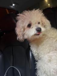 Reunited Female Dog last seen Randolph and gage ave, Huntington Park, CA 90255