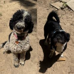 Reunited Unknown Dog last seen Forest Glenn Ct, Irvington, AL, Irvington, AL 36544