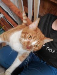 Found/Stray Male Cat last seen Bradford and Fuller near the jail, Grand Rapids, MI 49503