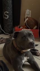 Lost Female Dog last seen Mills orchard, Pomona, CA 91767