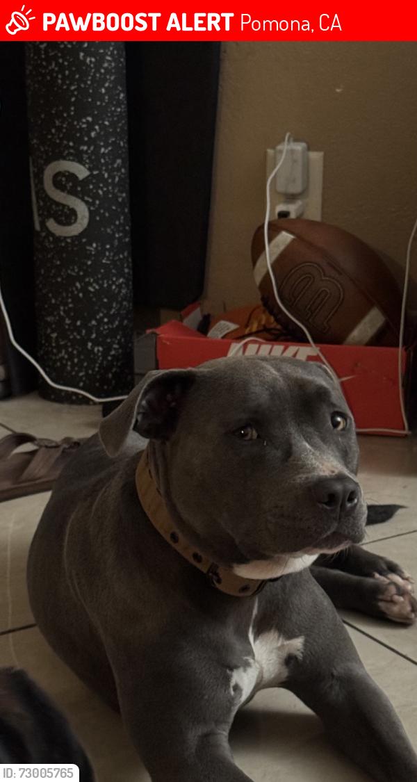 Lost Female Dog last seen Mills orchard, Pomona, CA 91767