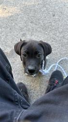 Lost Male Dog last seen Near 72 Langley, Surrey, BC 
