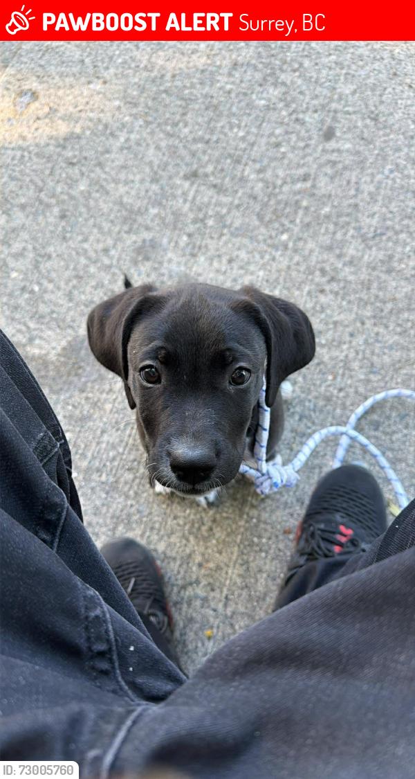 Lost Male Dog last seen Near 72 Langley, Surrey, BC 