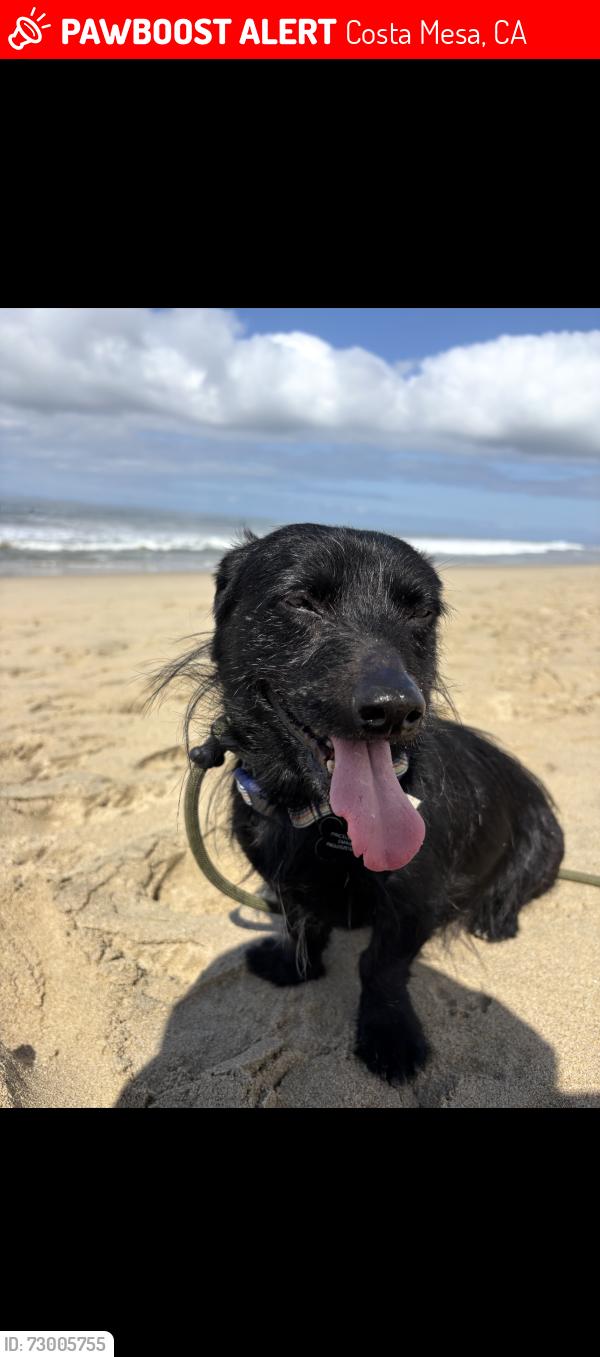 Lost Male Dog last seen Westminster ave and cabrillo st, Costa Mesa, CA 92627