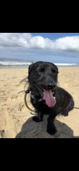 Lost Male Dog last seen Westminster ave and cabrillo st, Costa Mesa, CA 92627