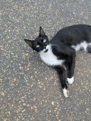 Lost Male Cat last seen East main street founders credit Union and Cooley St , Duncan, SC 29334