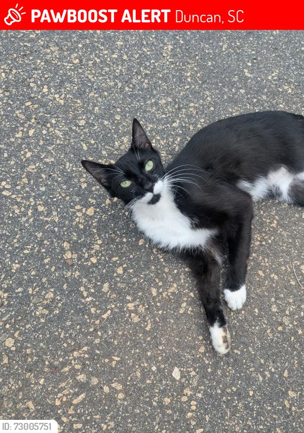 Lost Male Cat last seen East main street founders credit Union and Cooley St , Duncan, SC 29334