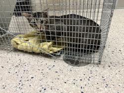 Shelter Stray Male Cat last seen Near BLOCK E 88TH AVE, 12155 Park Blvd, Brighton, CO 80601, USA