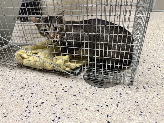 Shelter Stray Male Cat last seen Near BLOCK E 88TH AVE, 12155 Park Blvd, Brighton, CO 80601, USA