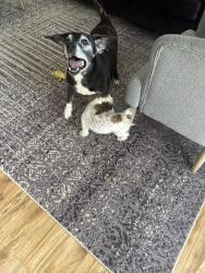 Lost Male Dog last seen Prosperity church road , Charlotte, NC 28269