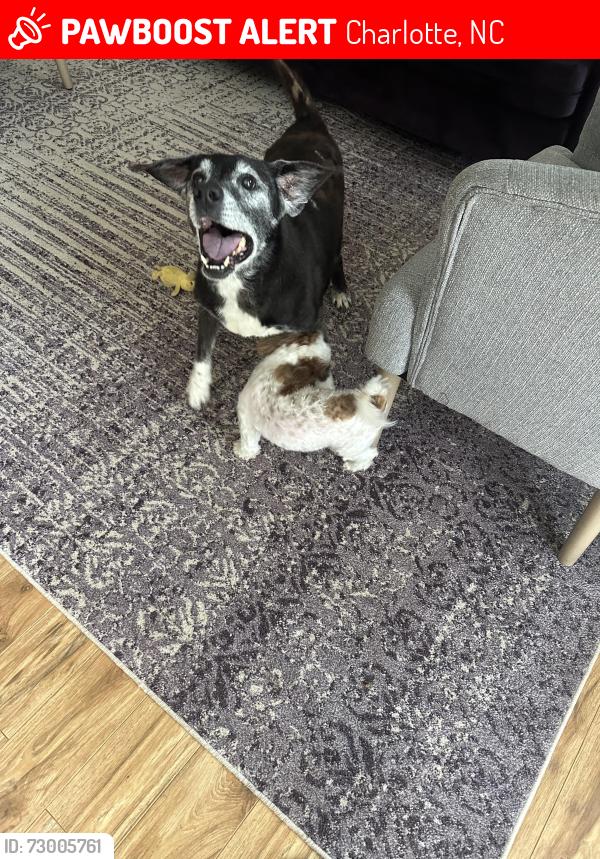 Lost Male Dog last seen Prosperity church road , Charlotte, NC 28269