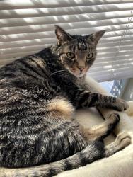 Lost Male Cat last seen Near Locust Lane, Cincinnati, OH 45243